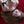Load image into Gallery viewer, A topless woman with dirty blonde hair is shown laying on her back on a red rug. She has the Silicone Bone Gag With a Silicone Strap in her mouth, and her wrists are cuffed together in black silicone wrist restraints.
