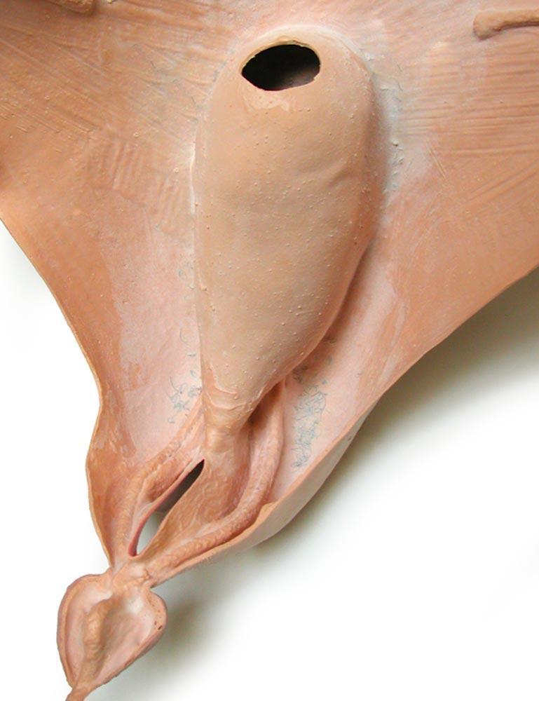 Bladder Vee-String Vagina Prosthesis-The Stockroom