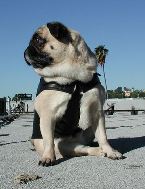 Leather Dog Vest-The Stockroom